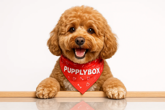 Are dog subscription boxes worth the money?