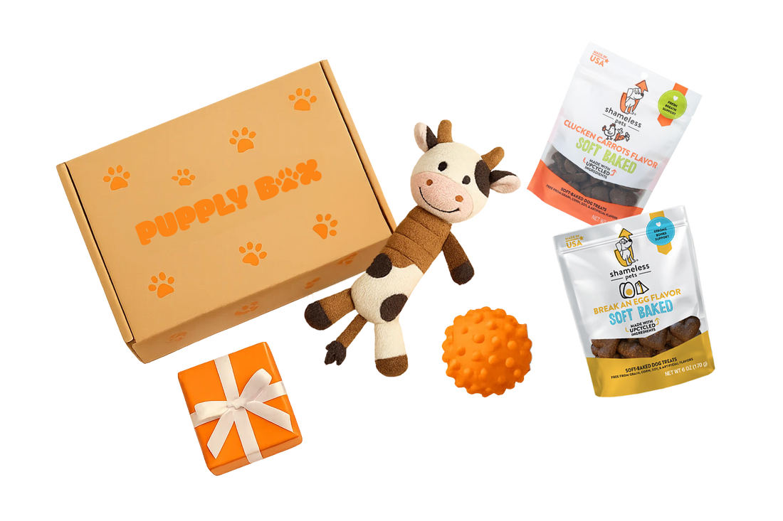 What is the best dog subscription box?